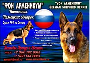 ФОН АРМЕНИКУМ - немецкие овчарки, корги, кавказские овчарки
